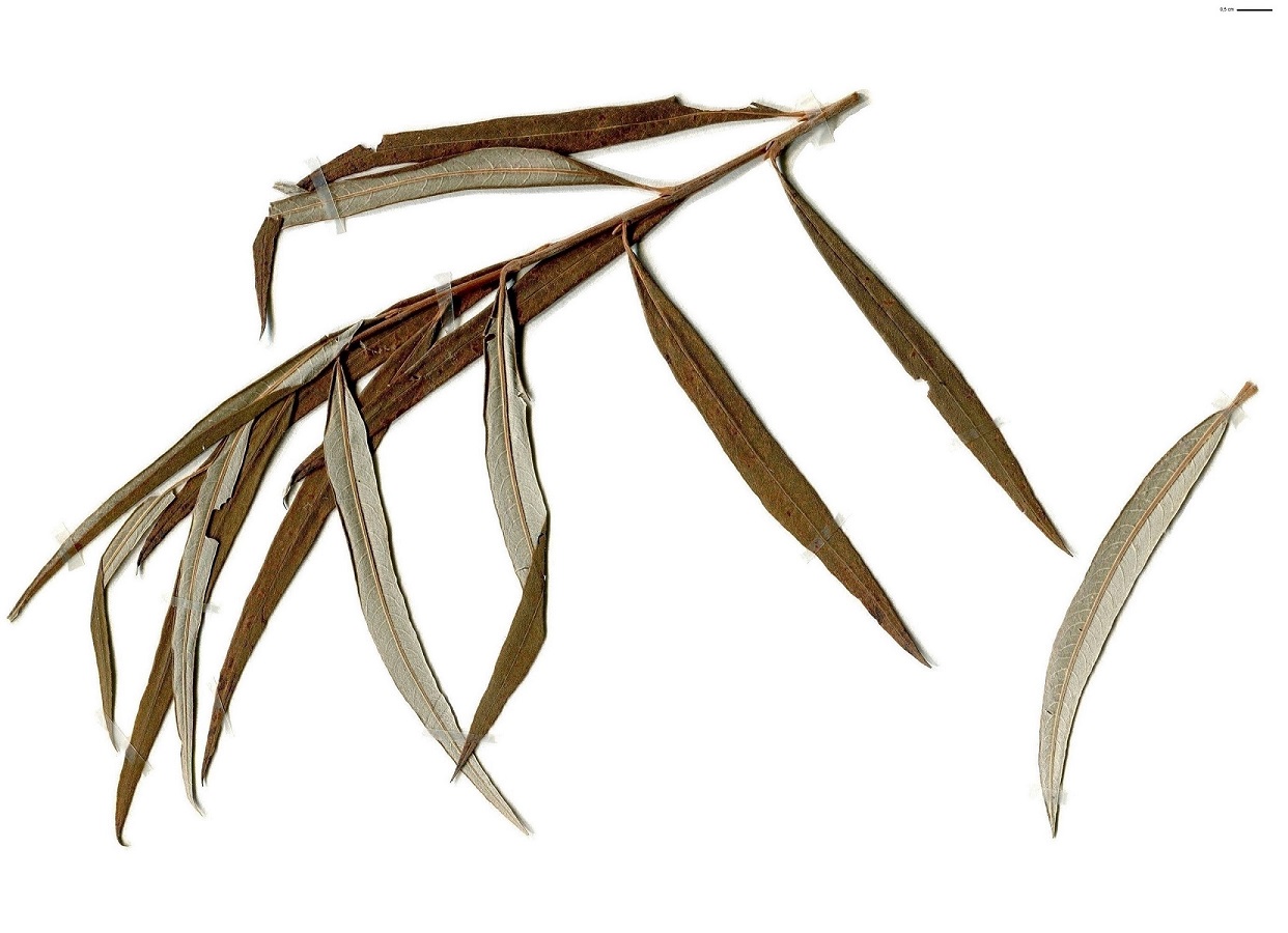 Salix viminalis (Salicaceae)